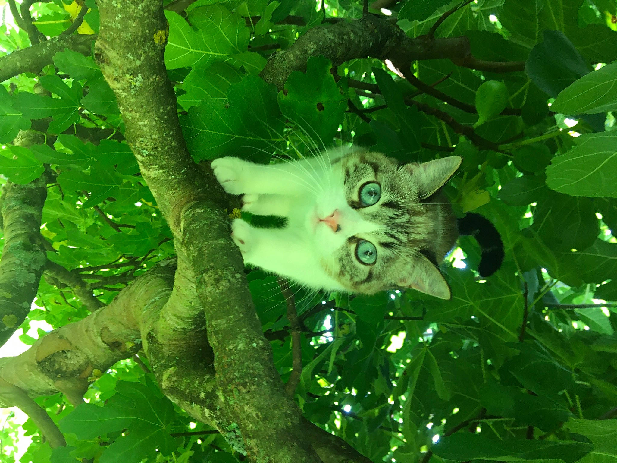 Roxy participe au concours pour gagner de l'argent avec cette photo : botany, branch, carnivore, cat, domestic_short_haired_cat, felidae, flowering_plant, grass, jungle, leaf, plant, small_to_medium_sized_cats, snout, temperate_broadleaf_and_mixed_forest, terrestrial_plant, tree, trunk, twig, whiskers, woody_plant