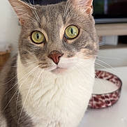 Nala a rejoint le concours — aidez-le/la à gagner de superbes lots ! cat, pet, animal, fur, whiskers, green_eyes, close_up, indoor, curious, mammal, domestic_cat, table, bowl, white_surface, gray_fur, soft_fur, portrait, cute, focused, looking