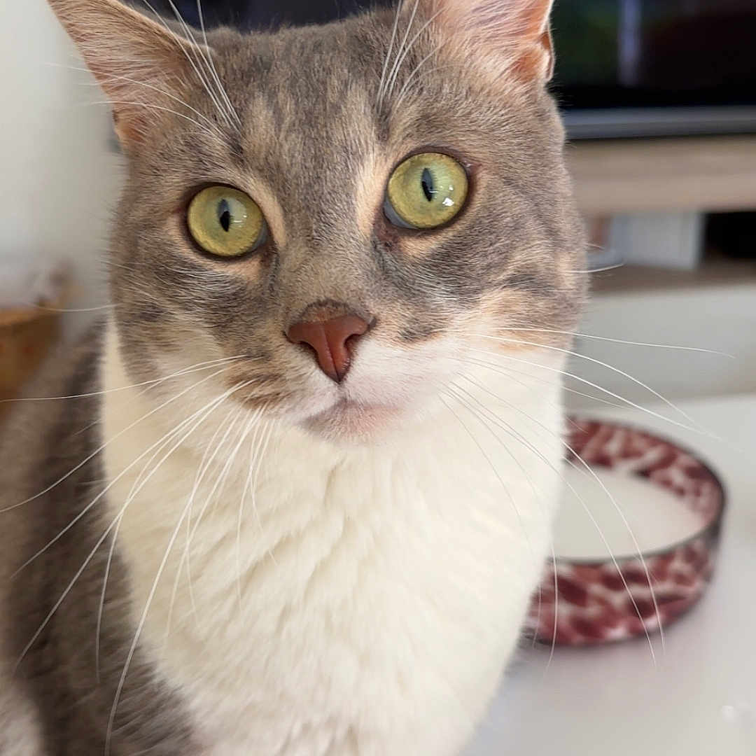 Nala a rejoint le concours — aidez-le/la à gagner de superbes lots ! animal, bowl, cat, close_up, curious, cute, domestic_cat, focused, fur, gray_fur, green_eyes, indoor, looking, mammal, pet, portrait, soft_fur, table, whiskers, white_surface