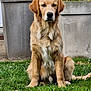 dog, golden_retriever, grass, outdoor, pet, animal, sitting, canine, fur, mammal, nature, plant, planter, garden, calm, portrait, daytime, domestic_animal, friendly, cute