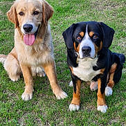 Vynch a rejoint le concours — aidez-le/la à gagner de superbes lots ! animal, canine, companion, cute, daylight, dog, ears, friendly, fur, golden_retriever, grass, mammal, nature, outdoor, pet, portrait, sitting, tongue, tricolor_dog, two_dogs