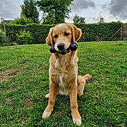 Vynch participe au concours pour gagner de l'argent avec cette photo : dog, golden_retriever, grass, toy, outdoor, pet, animal, greenery, cloudy_sky, playful, sitting, fur, canine, nature, garden, leafy_bushes, muzzle, chew_toy, collar, daylight