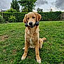 dog, golden_retriever, grass, toy, outdoor, pet, animal, greenery, cloudy_sky, playful, sitting, fur, canine, nature, garden, leafy_bushes, muzzle, chew_toy, collar, daylight