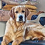 dog, golden_retriever, pet, indoor, furniture, cushions, chair, leather, portrait, animal, mammal, relaxed, looking_at_camera, home, decor, cozy, brown_fur, paw, snout, ears