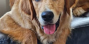 Vynch participe au concours pour gagner de l'argent avec cette photo : dog, golden_retriever, pet, animal, indoor, couch, leather, tongue_out, relaxed, friendly, fur, table, wood, closeup, mammal, companion, home, resting, face, paw