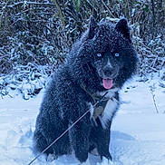 Asko a rejoint le concours — aidez-le/la à gagner de superbes lots ! dog, snow, winter, outdoor, blue_eyes, fluffy, playful, tongue_out, leash, nature, bushes, cold, animal, pet, sitting, fur, snowflakes, happy, canine, forest