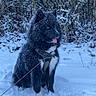 Asko participe au concours pour gagner de l'argent avec cette photo : dog, black_dog, blue_eyes, snow, winter, outdoor, leash, harness, snowy_bushes, nature, animal, pet, fluffy, sitting, cold, frost, winter_climate, playful, canine, fur
