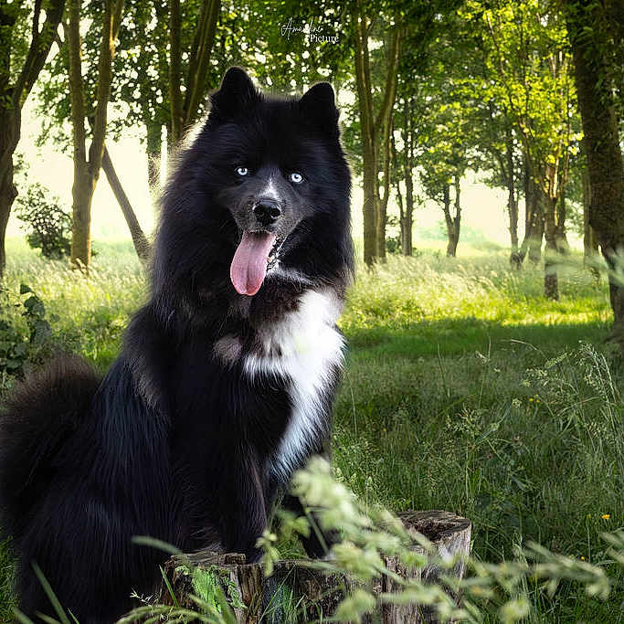 Asko