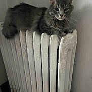 Leo joined the competition — help win amazing prizes! cat, gray_cat, radiator, vintage, indoor, furniture, pet, animal, fur, curious, lounging, cozy, closeup, domestic_cat, whiskers, ears, floor, wall, quiet, resting