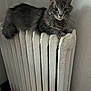 cat, gray_cat, radiator, vintage, indoor, furniture, pet, animal, fur, curious, lounging, cozy, closeup, domestic_cat, whiskers, ears, floor, wall, quiet, resting