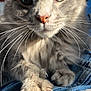 cat, close_up, green_eyes, whiskers, fur, claws, denim, fabric, sunlight, pet, animal, cute, feline, soft, paws, portrait, indoor, relaxed, mammal, tabby