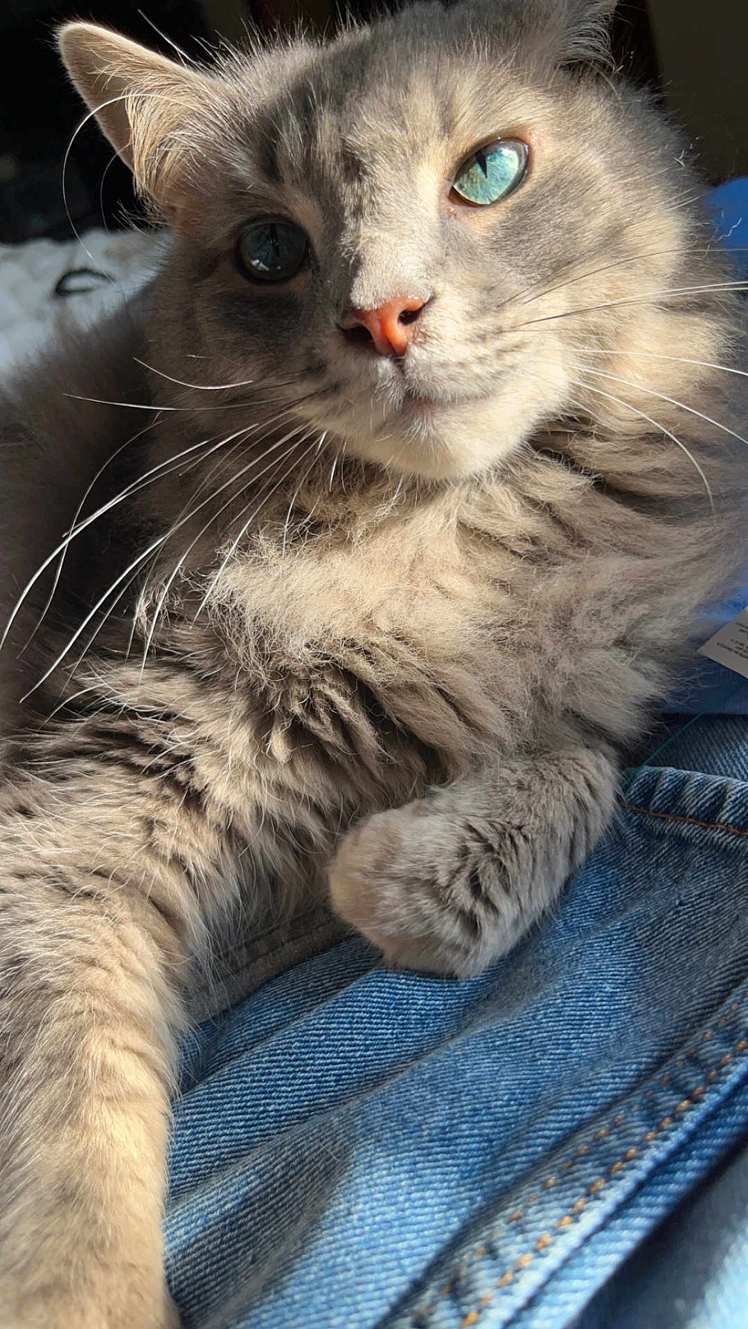 Leo