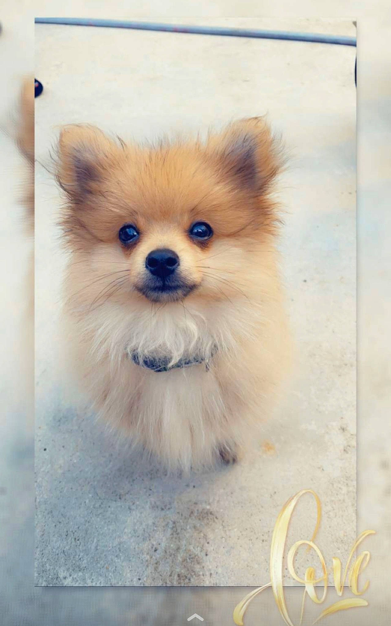 Boucky a rejoint le concours — aidez-le/la à gagner de superbes lots ! canidae, carnivore, companion_dog, dog, dog_breed, dog_supply, fawn, fur, german_spitz, german_spitz_klein, german_spitz_mittel, pet_supply, snout, spitz, sporting_group, terrestrial_animal, toy_dog, volpino_italiano, whiskers, working_animal