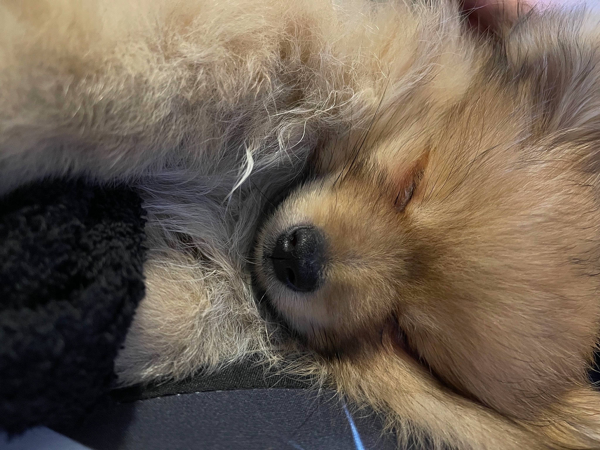 Boucky a rejoint le concours — aidez-le/la à gagner de superbes lots ! canidae, carnivore, claw, comfort, companion_dog, dog, dog_breed, fawn, felidae, fur, nap, paw, sleep, small_to_medium_sized_cats, snout, sporting_group, tail, terrestrial_animal, whiskers, working_animal