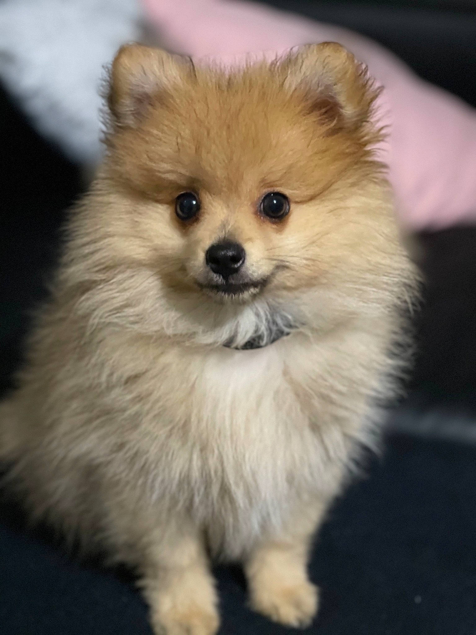 Boucky participe au concours pour gagner de l'argent avec cette photo : ancient_dog_breeds, canidae, carnivore, companion_dog, dog, dog_breed, fawn, fur, german_spitz, german_spitz_klein, german_spitz_mittel, non_sporting_group, snout, spitz, sporting_group, terrestrial_animal, toy_dog, volpino_italiano, whiskers, working_animal