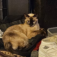 Lila is registered to the contest to win money with this photo: cat, siamese_cat, shoe, sneaker, air_jordan, toy_mouse, bag, cushion, black, brown, beige, indoor, pet, feline, fur, relaxed, looking, curious, clutter, dim_lighting