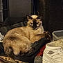 cat, siamese_cat, shoe, sneaker, air_jordan, toy_mouse, bag, cushion, black, brown, beige, indoor, pet, feline, fur, relaxed, looking, curious, clutter, dim_lighting