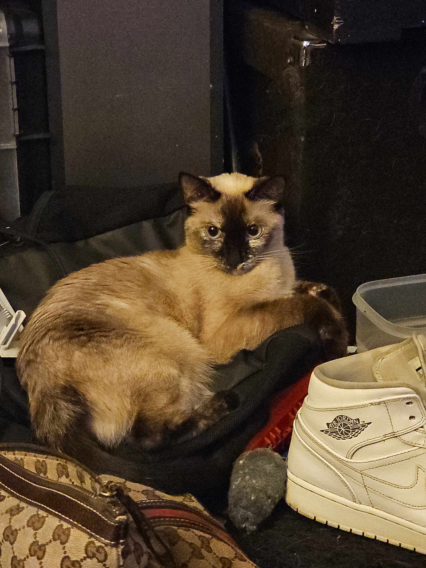 Lila is registered to the contest to win money with this photo: cat, siamese_cat, shoe, sneaker, air_jordan, toy_mouse, bag, cushion, black, brown, beige, indoor, pet, feline, fur, relaxed, looking, curious, clutter, dim_lighting