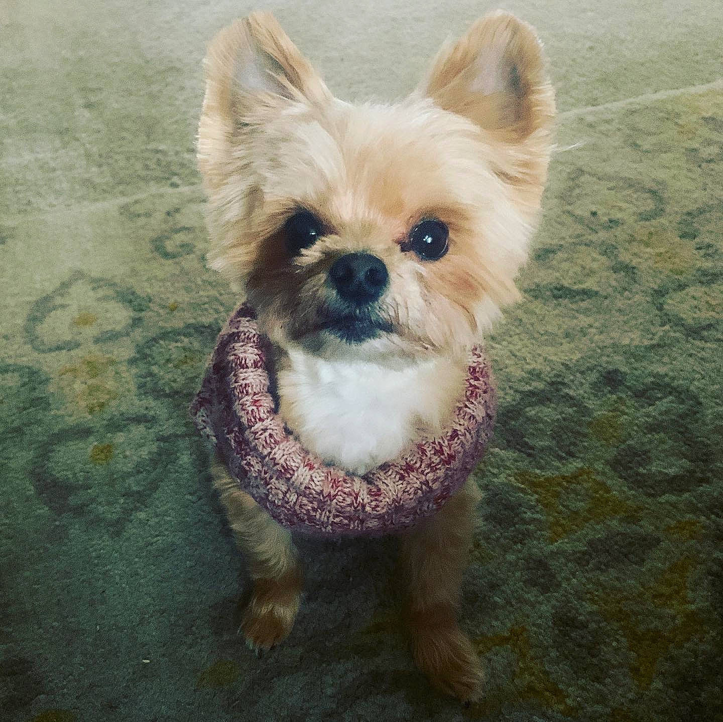 Eli is registered to the contest to win money with this photo: ancient_dog_breeds, canidae, carnivore, companion_dog, dog, dog_breed, ear, eye, fawn, head, mammal, nose, pomeranian, puppy, rare_breed_dog, skin, snout, sporting_group, toy_dog, vertebrate