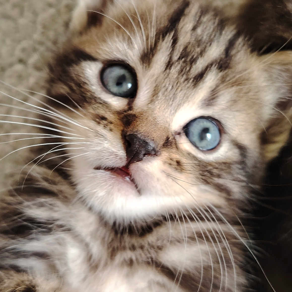 Minho a rejoint le concours — aidez-le/la à gagner de superbes lots ! cat, kitten, animal, pet, feline, fluffy_fur, striped_fur, blue_eyes, whiskers, close_up, portrait, indoor, soft_background, cute, adorable, curious, looking_at_camera, long_hair, tabby, face