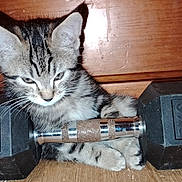 Minho a rejoint le concours — aidez-le/la à gagner de superbes lots ! cat, kitten, tabby, animal, pet, feline, dumbbell, weights, barbell, exercise, workout, fitness, strength_training, wooden_floor, wooden_background, sitting, lying_down, whiskers, striped_fur, indoors