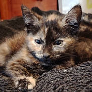 Paddy participe au concours pour gagner de l'argent avec cette photo : cat, tortoiseshell, feline, pet, fur, fluffy, eyes, ears, whiskers, paws, sleepy, relaxed, lying_down, close_up, portrait, blanket, indoors, cozy, brown, black