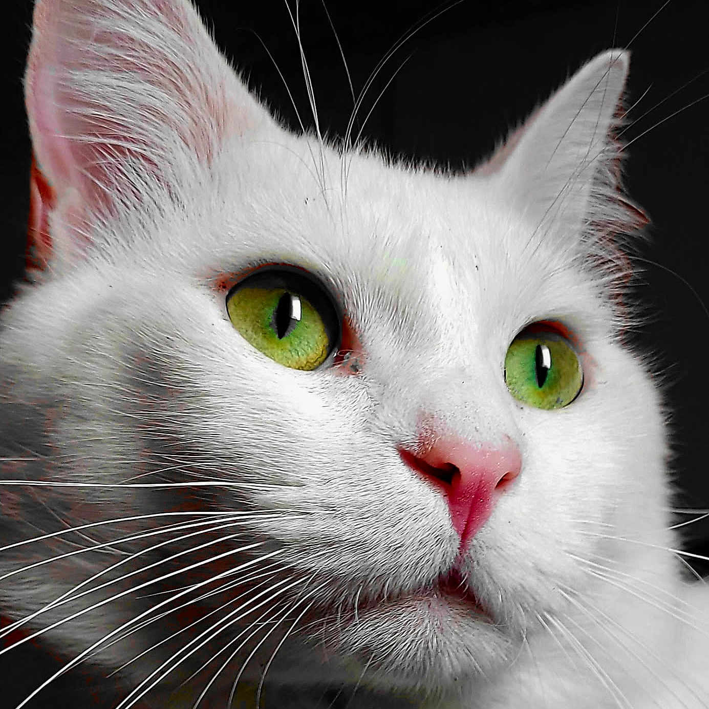 Toya