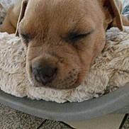 Toscane a rejoint le concours — aidez-le/la à gagner de superbes lots ! puppy, dog, sleeping, bed, pet_bed, cozy, close_up, resting, animal, fur, ears, nose, indoor, tile_floor, plastic_basket, cute, young_dog, domestic_animal, relaxing, soft