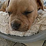 puppy, dog, sleeping, bed, pet_bed, cozy, close_up, resting, animal, fur, ears, nose, indoor, tile_floor, plastic_basket, cute, young_dog, domestic_animal, relaxing, soft