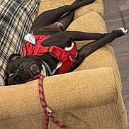 Onx joined the competition — help win amazing prizes! animal, beige_couch, black_dog, canine, couch, cozy, dog, domestic, furniture, home, indoor, leash, pet, pillow, plaid_blanket, red_harness, relaxed, resting, sleeping, wooden_floor