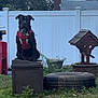 Onx is registered to the contest to win money with this photo: animal, backyard, birdhouse, black_dog, container, daytime, dog, garden, grass, nature, outdoor, pet, plants, quiet, red_harness, sitting, sky, tire, white_fence, wooden