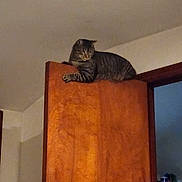 Jasper is registered to the contest to win money with this photo: cat, tabby, wooden_door, indoor, pet, animal, feline, curious, perched, loft, room, wall, door_frame, household, domestic, looking_down, brown, furniture, quiet, still