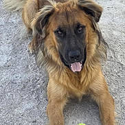 Volt a rejoint le concours — aidez-le/la à gagner de superbes lots ! animal, brown_fur, canine, close_up, daytime, dog, fluffy_tail, front_paws, fur, happy, laying_down, natural_light, outdoor, panting, pet, pet_play, playful, sand, tennis_ball, toy