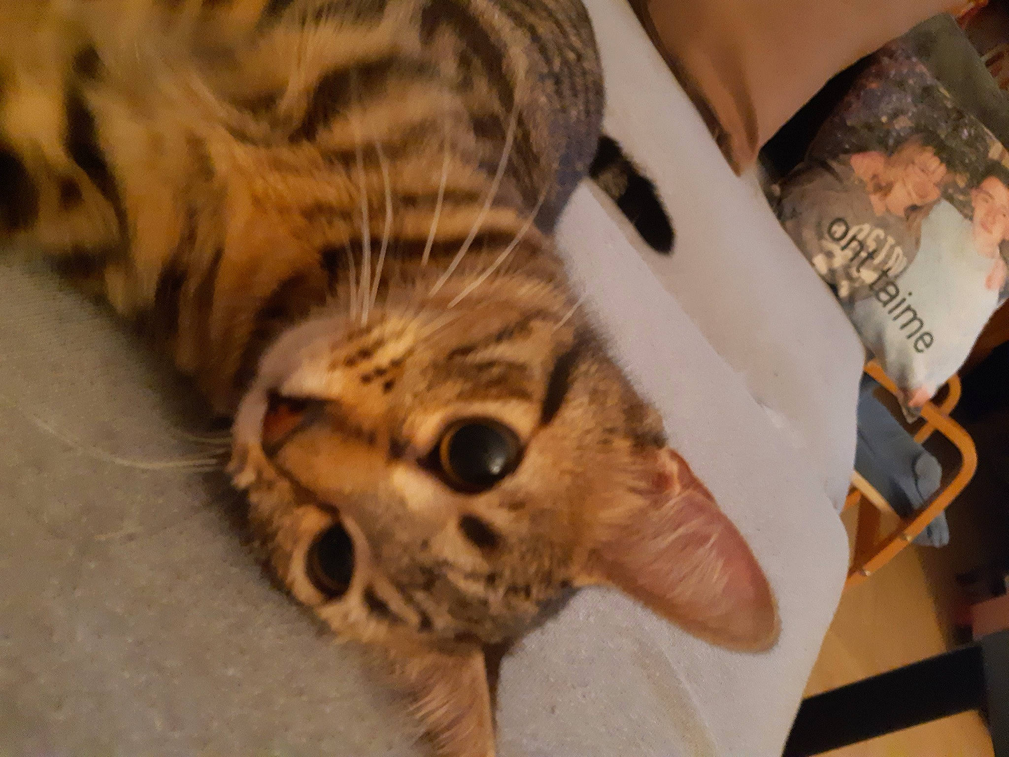 Kitty participe au concours pour gagner de l'argent avec cette photo : american_shorthair, asian, bengal, california_spangled, carnivore, cat, domestic_short_haired_cat, dragon_li, european_shorthair, felidae, mammal, ocicat, pixie_bob, savannah, small_to_medium_sized_cats, snout, tabby_cat, toyger, vertebrate, whiskers