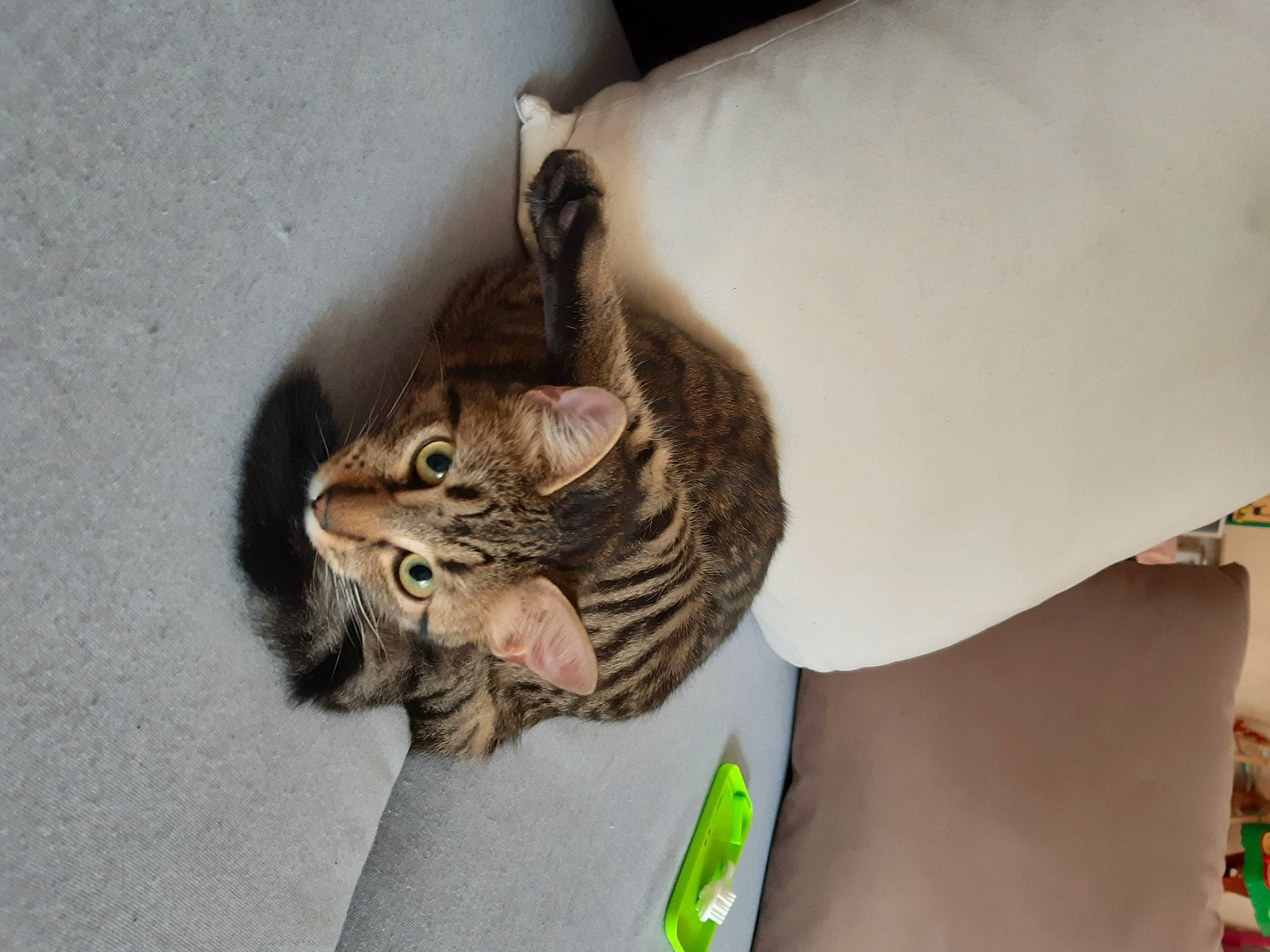 Kitty a rejoint le concours — aidez-le/la à gagner de superbes lots ! american_shorthair, asian, bengal, carnivore, cat, domestic_short_haired_cat, dragon_li, european_shorthair, eye, felidae, fur, hand, kitten, ocicat, organism, pixie_bob, skin, small_to_medium_sized_cats, tabby_cat, whiskers