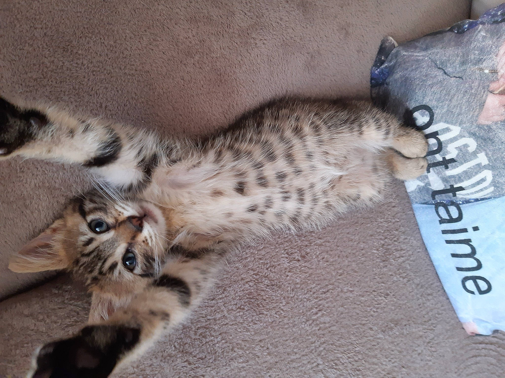 Kitty participe au concours pour gagner de l'argent avec cette photo : asian, bengal, carnivore, cat, claw, dragon_li, egyptian_mau, european_shorthair, fawn, felidae, fur, kitten, mammal, pixie_bob, savannah, small_to_medium_sized_cats, tabby_cat, vertebrate, whiskers, wild_cat