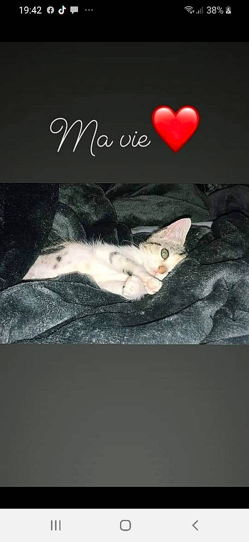 Praline a rejoint le concours — aidez-le/la à gagner de superbes lots ! art, book_cover, carmine, carnivore, cat, darkness, felidae, fictional_character, flash_photography, font, fur, gesture, happy, illustration, love, paw, photo_caption, small_to_medium_sized_cats, tail, whiskers