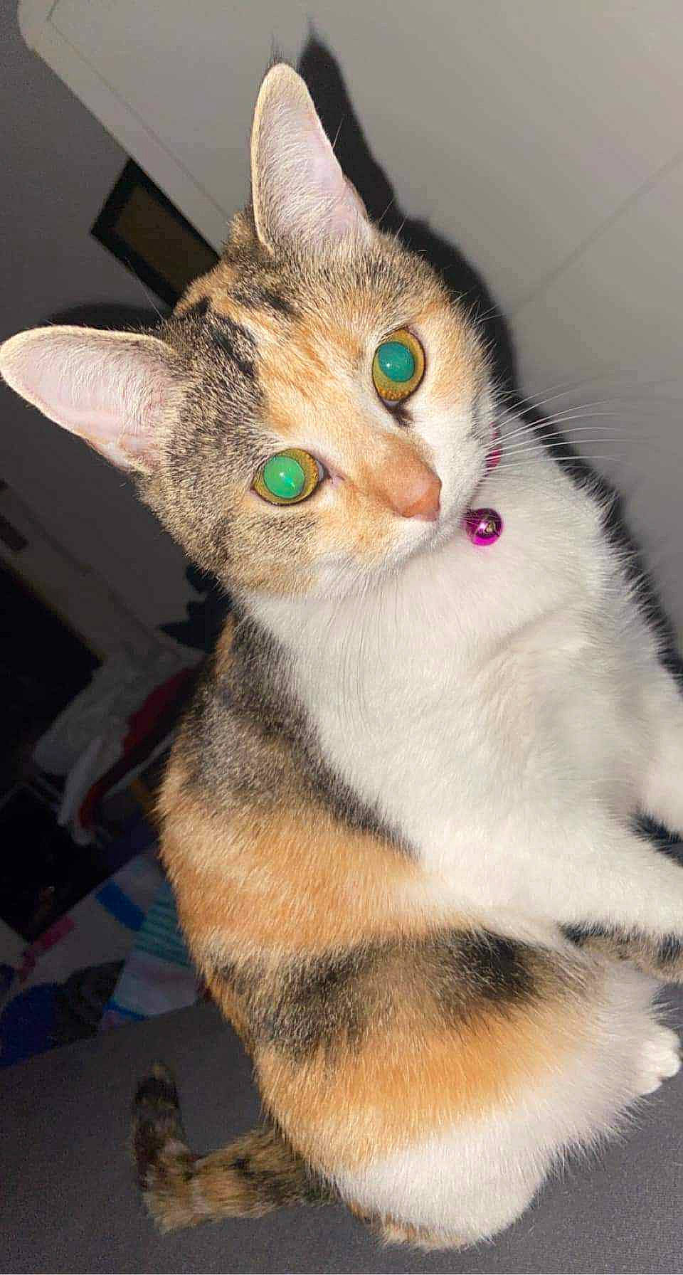 Praline a rejoint le concours — aidez-le/la à gagner de superbes lots ! art, carnivore, cat, couch, domestic_short_haired_cat, door, ear, eye, eyebrow, fawn, felidae, fur, head, paw, small_to_medium_sized_cats, snout, tail, tree, whiskers, window