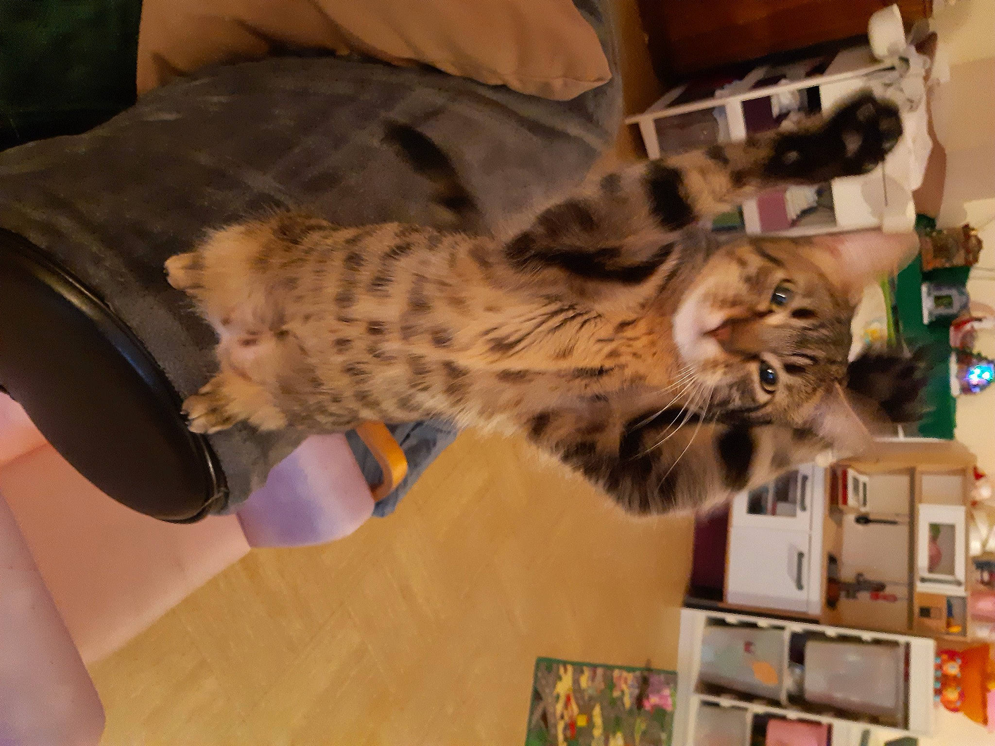 Kitty a rejoint le concours — aidez-le/la à gagner de superbes lots ! big_cats, carnivore, cat, claw, domestic_short_haired_cat, fawn, felidae, fur, leopard, paw, room, shelf, small_to_medium_sized_cats, tail, terrestrial_animal, whiskers, wildlife