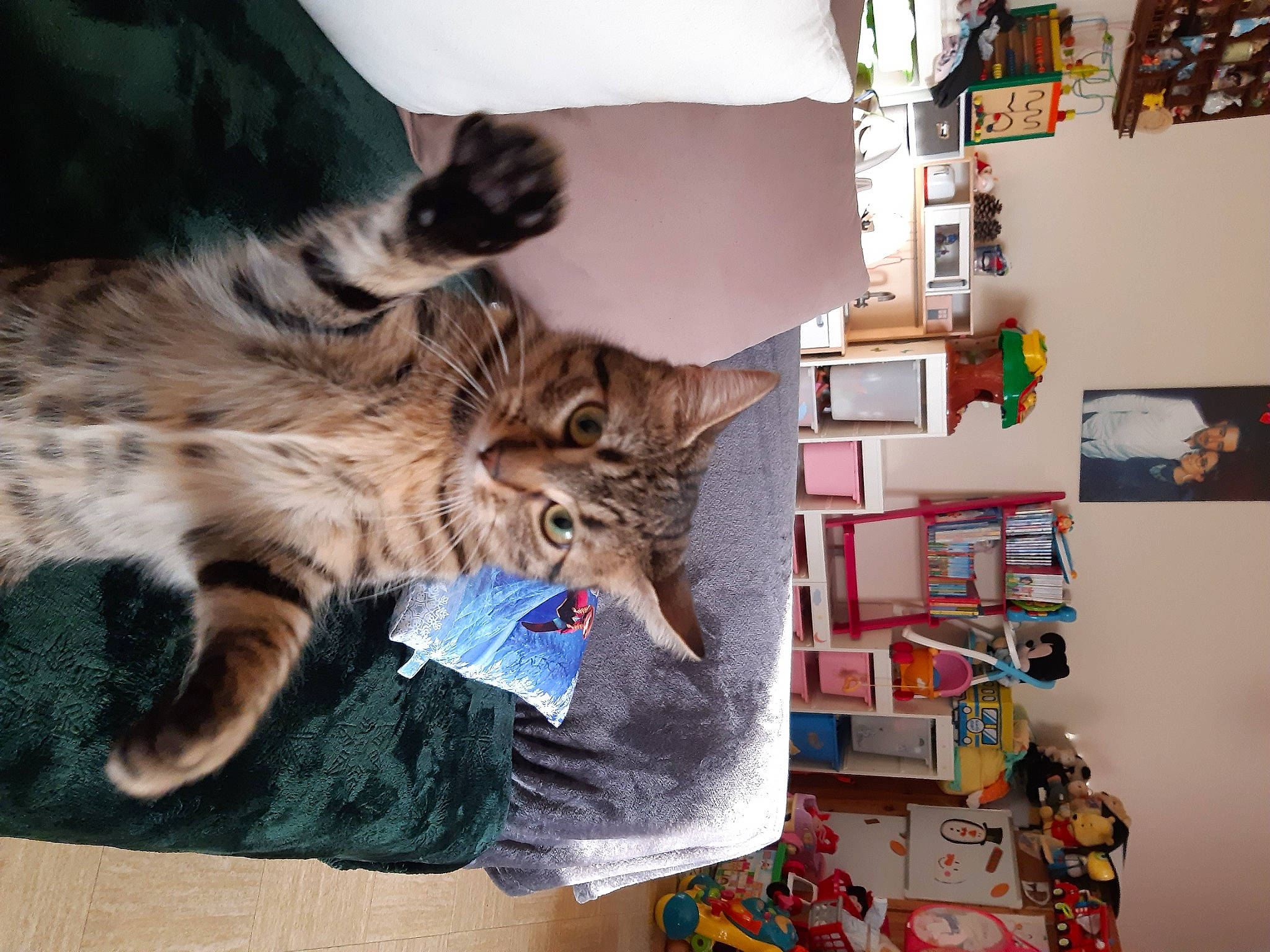 Kitty a rejoint le concours — aidez-le/la à gagner de superbes lots ! art, bookcase, carnivore, cat, claw, comfort, domestic_short_haired_cat, felidae, fur, human_leg, lap, paw, publication, room, shelf, shelving, small_to_medium_sized_cats, tail, visual_arts, whiskers