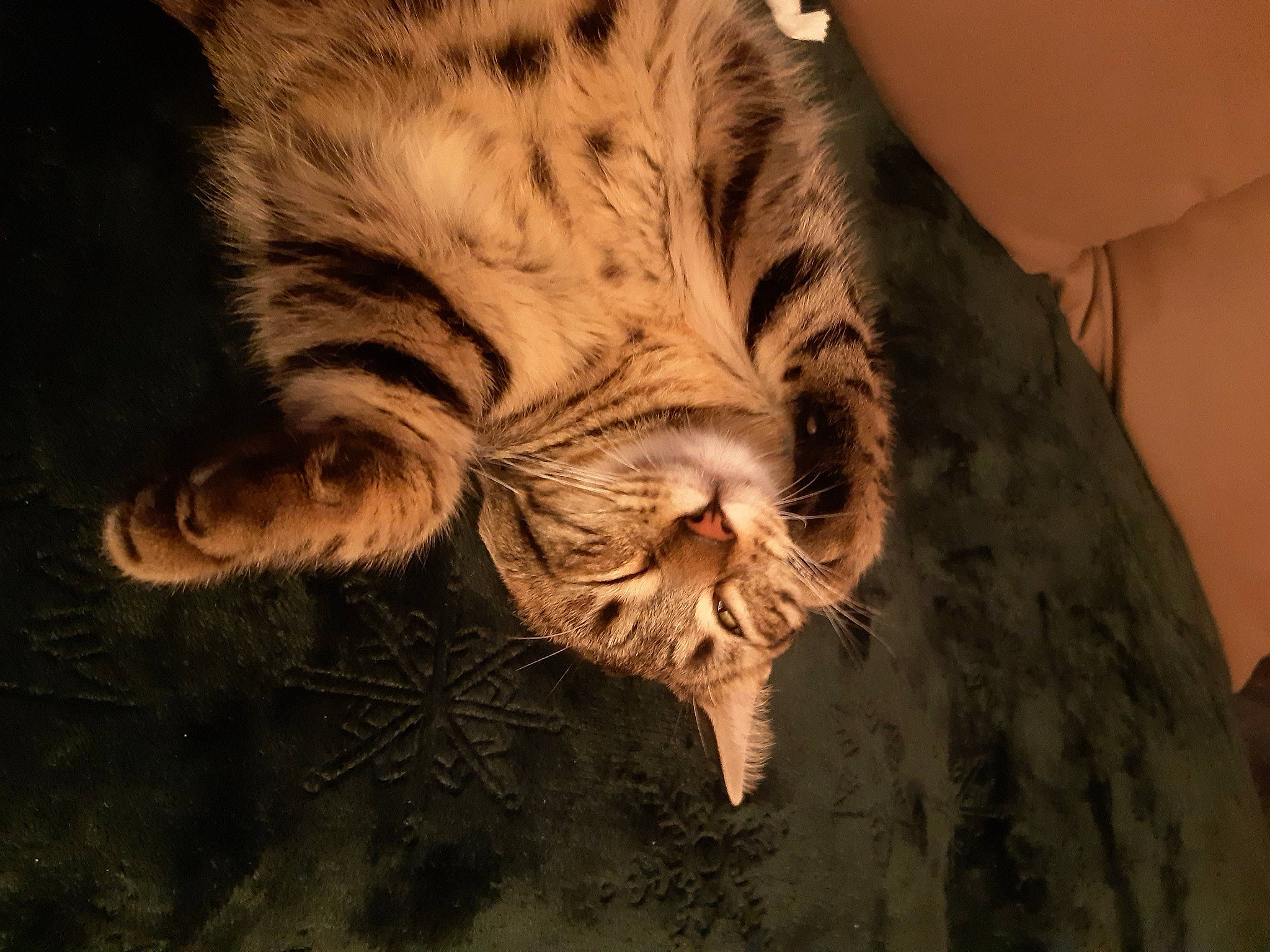 Kitty participe au concours pour gagner de l'argent avec cette photo : carnivore, cat, claw, comfort, couch, domestic_short_haired_cat, fawn, felidae, fur, nap, pattern, paw, sleep, small_to_medium_sized_cats, snout, tail, terrestrial_animal, whiskers, wildlife, wood