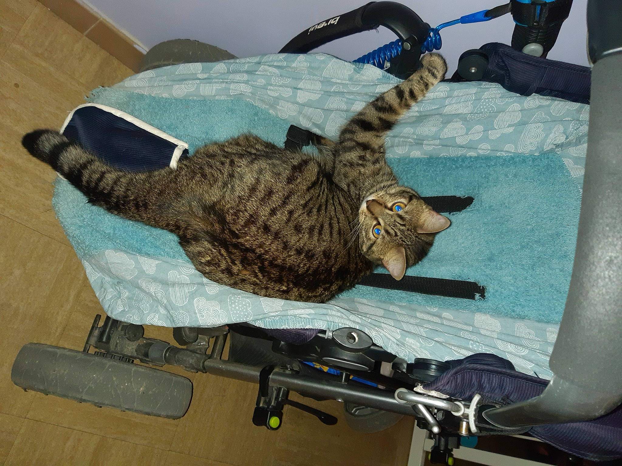 Kitty a rejoint le concours — aidez-le/la à gagner de superbes lots ! air_gun, backpack, bag, baggage, basket, bicycle_handlebar, carnivore, cat, comfort, domestic_short_haired_cat, felidae, fur, helmet, luggage_and_bags, room, shotgun, small_to_medium_sized_cats, tail, vehicle, whiskers