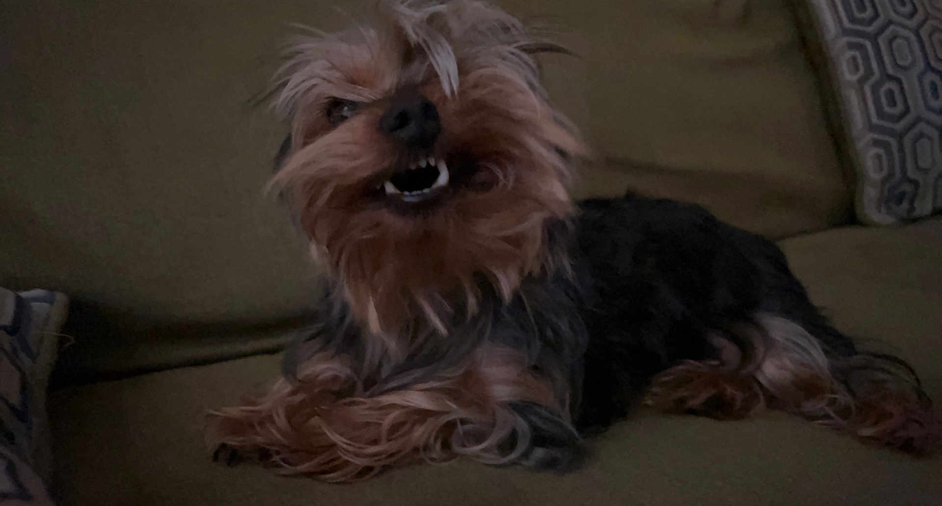Kora is registered to the contest to win money with this photo: dog, pet, canine, lying_down, fur, tooth, grin, couch, indoor, small_dog, hair, scruffy, brown, black, animal, cute, funny_expression, relaxing, companion, domestic