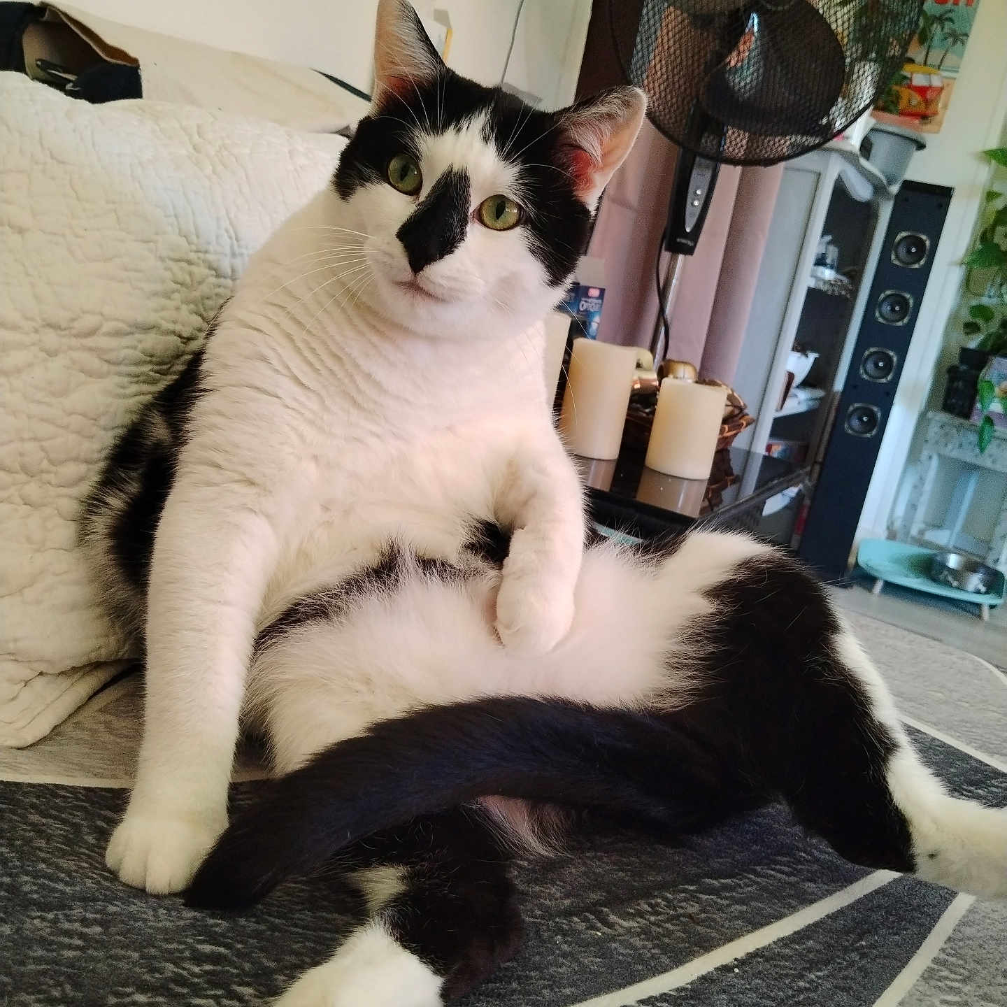Godard Lydie participe au concours pour gagner de l'argent avec cette photo : black_and_white, blanket, candles, cat, couch, cozy, curious, fan, fur, furniture, green_eyes, home, indoor, living_room, paw, pet, relaxed, resting, speakers, tail