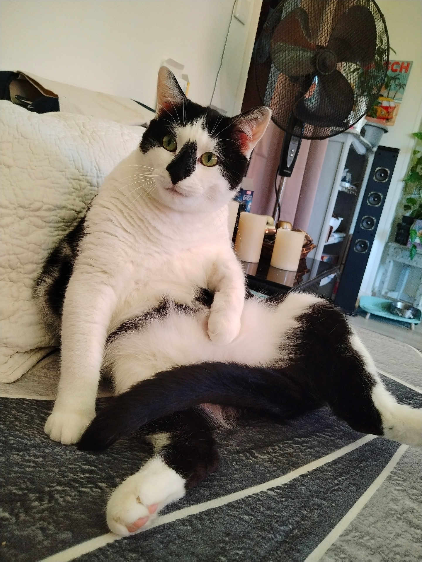 Godard Lydie participe au concours pour gagner de l'argent avec cette photo : cat, black_and_white, pet, indoor, couch, relaxed, paw, fur, green_eyes, home, fan, candles, speakers, blanket, curious, furniture, cozy, living_room, tail, resting