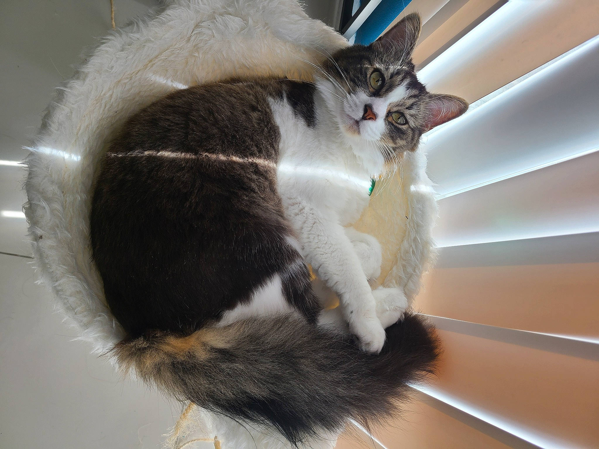 Mr Whiskers is registered to the contest to win money with this photo: box, cardboard, carnivore, cat, cat_supply, claw, collar, domestic_short_haired_cat, fawn, felidae, fur, paw, pet_supply, small_to_medium_sized_cats, snout, tail, whiskers