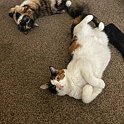 Copper is registered to the contest to win money with this photo: cat, cats, calico, tortoiseshell, feline, pet, indoor, carpet, whiskers, fur, paws, belly_up, lying_down, playful, cute, eyes, relaxed, two_animals, home, floor