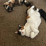 cat, cats, calico, tortoiseshell, feline, pet, indoor, carpet, whiskers, fur, paws, belly_up, lying_down, playful, cute, eyes, relaxed, two_animals, home, floor