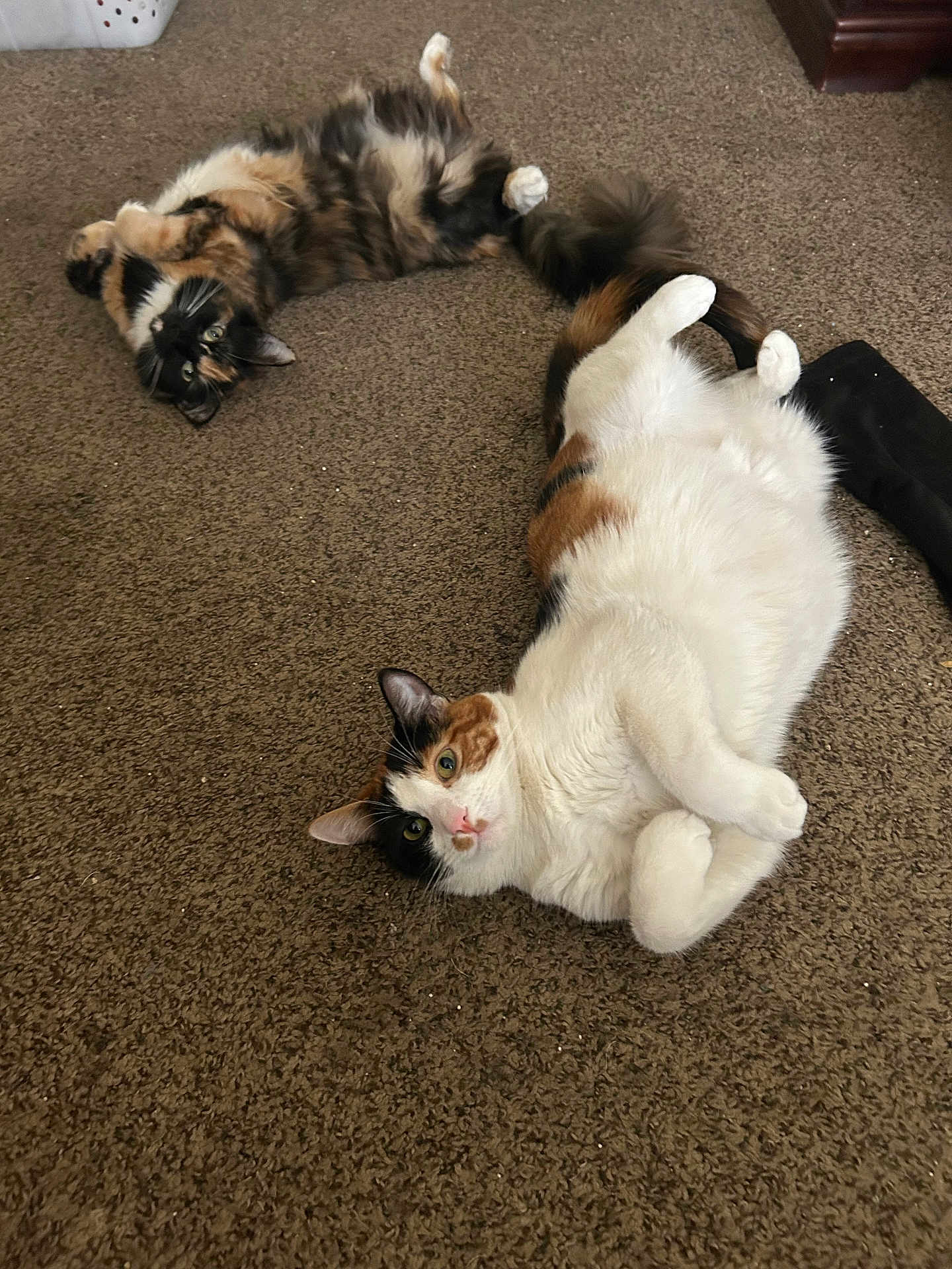 Copper is registered to the contest to win money with this photo: cat, cats, calico, tortoiseshell, feline, pet, indoor, carpet, whiskers, fur, paws, belly_up, lying_down, playful, cute, eyes, relaxed, two_animals, home, floor