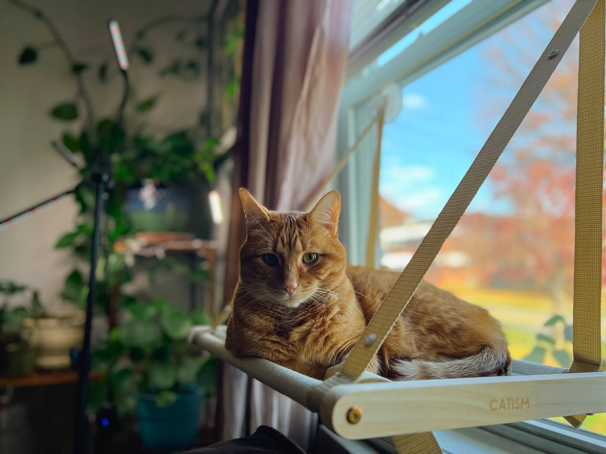 Pete is registered to the contest to win money with this photo: carnivore, cat, domestic_short_haired_cat, fawn, felidae, flowerpot, fur, grass, houseplant, mammal, plant, small_to_medium_sized_cats, snout, tail, tree, vertebrate, whiskers, wildlife, window, wood